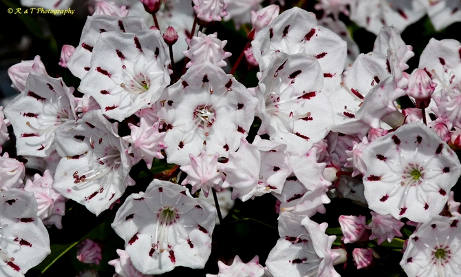 {Kalmia latifolia}